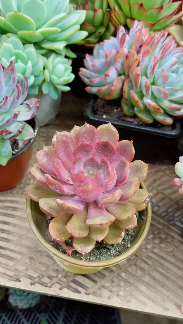 熊*漾28018多肉植物一物一拍