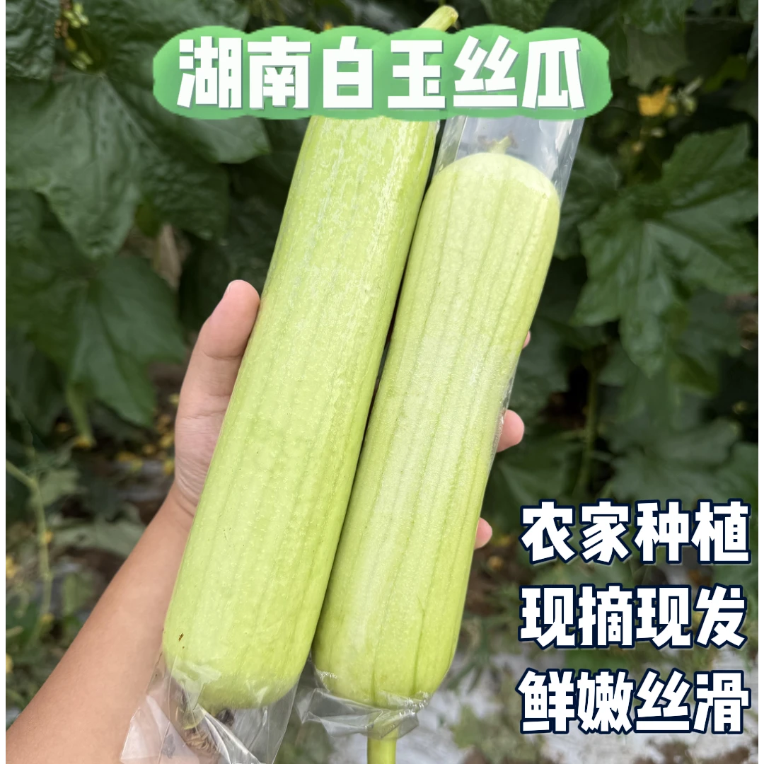 新鲜现摘白玉丝瓜清甜肉厚江南农家自种蔬菜