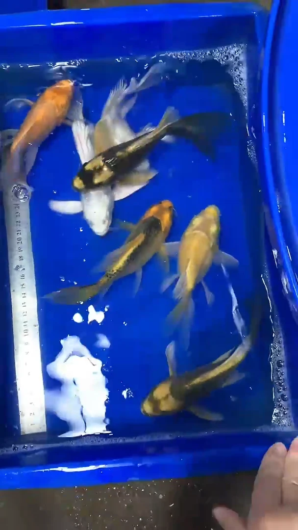 蝴蝶鲤蝴蝶鲤直播选鱼专用链接