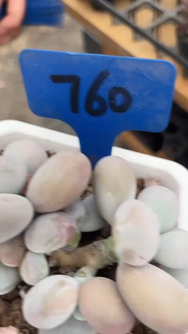 1颗    多肉   760