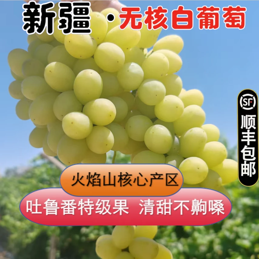 【明日到】新疆吐鲁番火焰山无核白葡萄顺丰包邮全国8仓发货顺丰