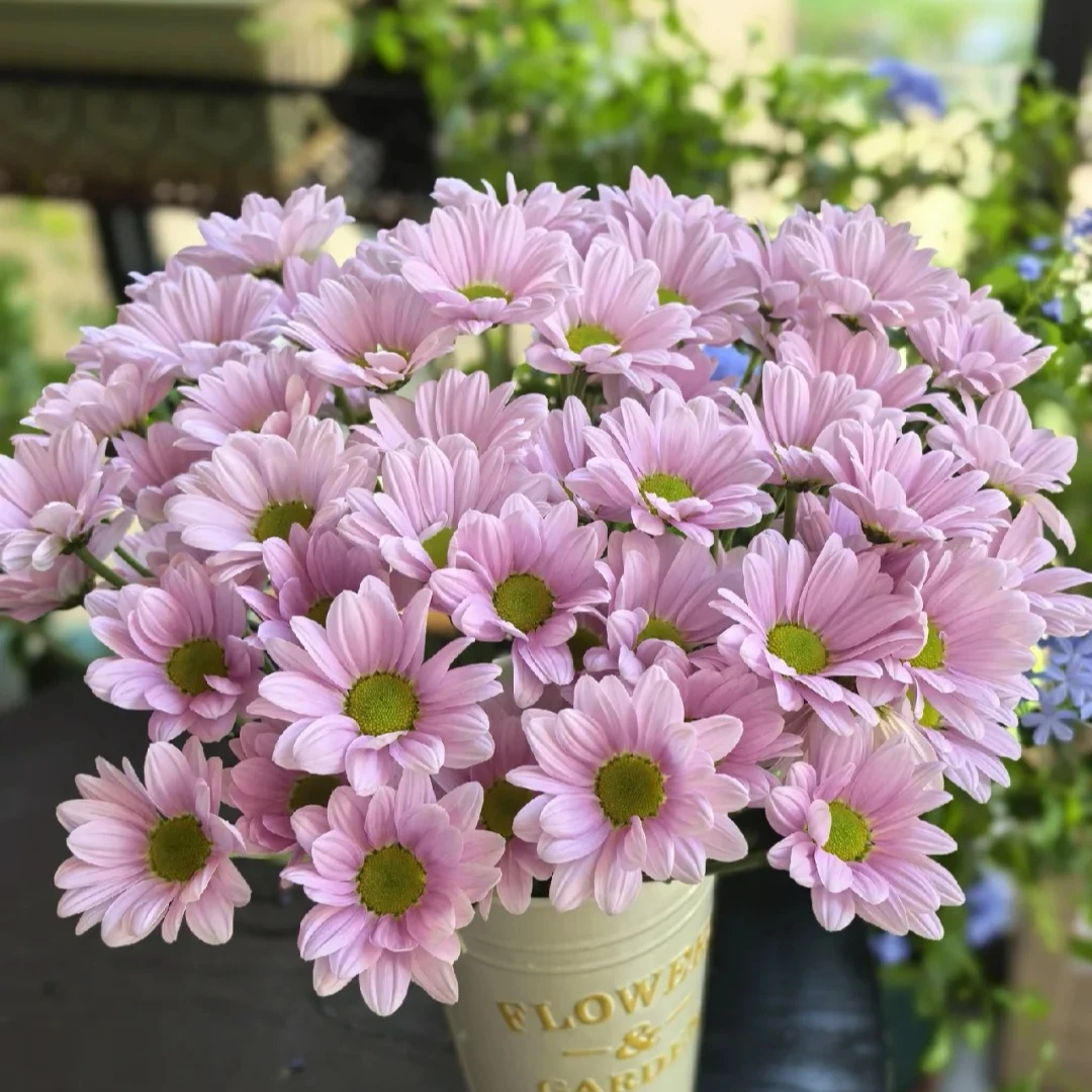 【粉色三文鱼】小菊云南昆明鲜花基地直发家用日常插瓶鲜切花