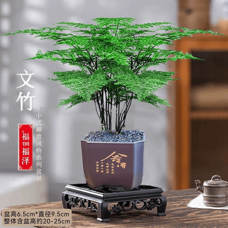 文竹前台绿植客厅盆栽植物室内净化空气办公室桌面好养四季常青