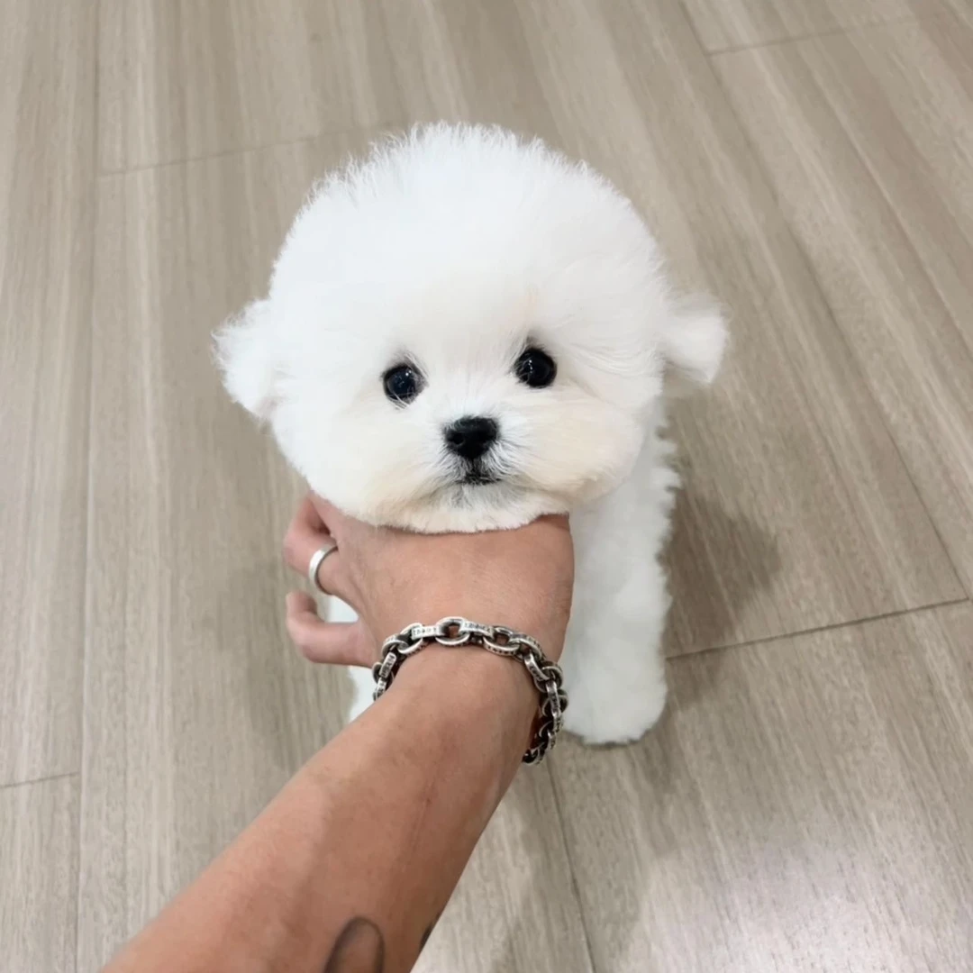 （小帅是只比熊家）T狗狗活体