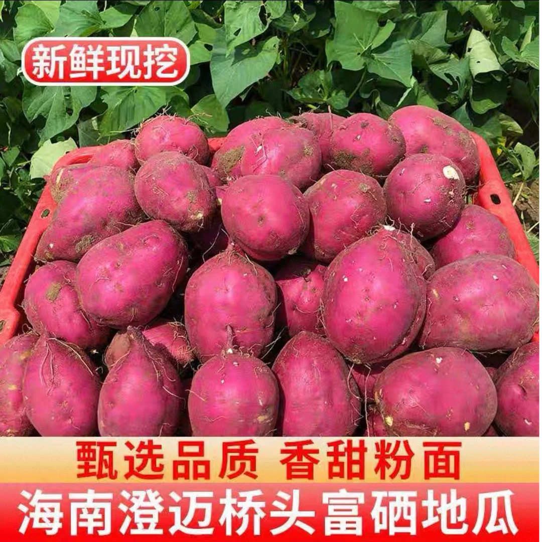 澄迈桥头地瓜东北内蒙甘肃地区专拍正宗桥头地瓜板栗地瓜无筋无丝