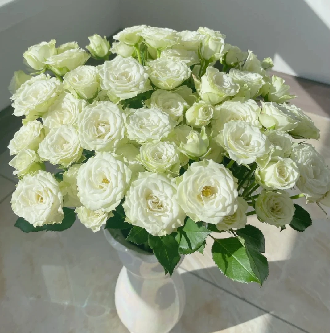 繁星 多头玫瑰 收到花需要醒花 0°以下要拍保温棉 云南直发