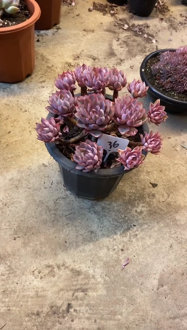 【闪购商品】老桩赫拉