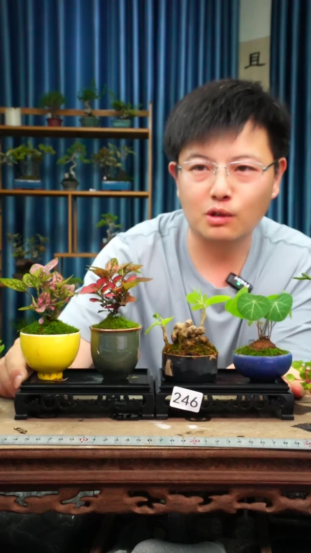 无花朵苔藓微景观246号