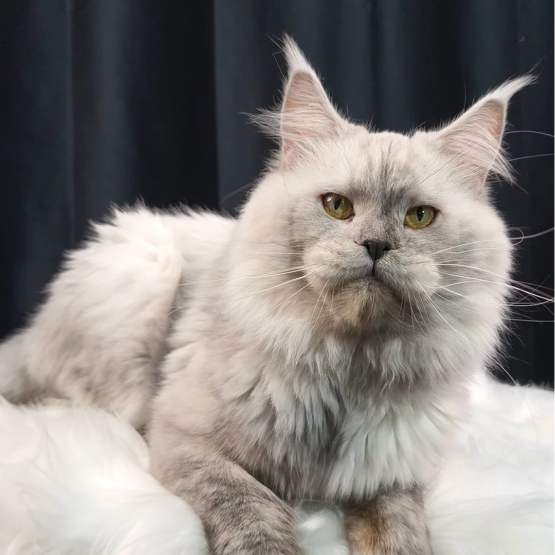 周周缅因猫舍温顺可爱粘人小猫咪缅因猫幼体