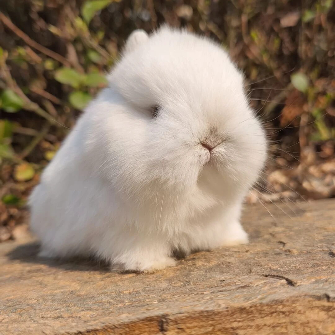 萌宠妈咪美系双血统宠物兔活物兔子迷你茶杯兔小体型兔