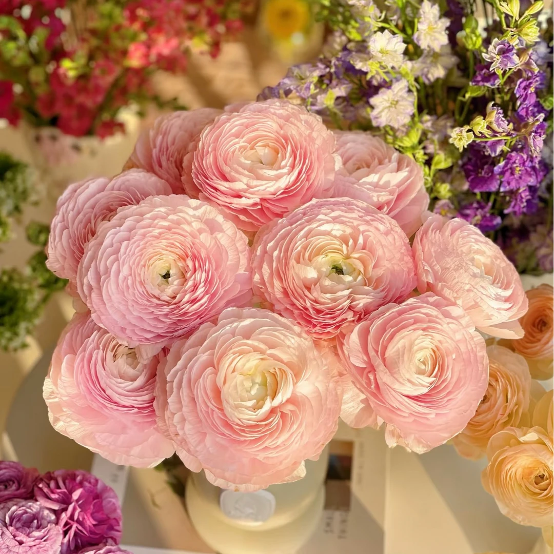 【新疆鲜花】心跳回忆洋牡丹一扎5支（4支+1支售后）