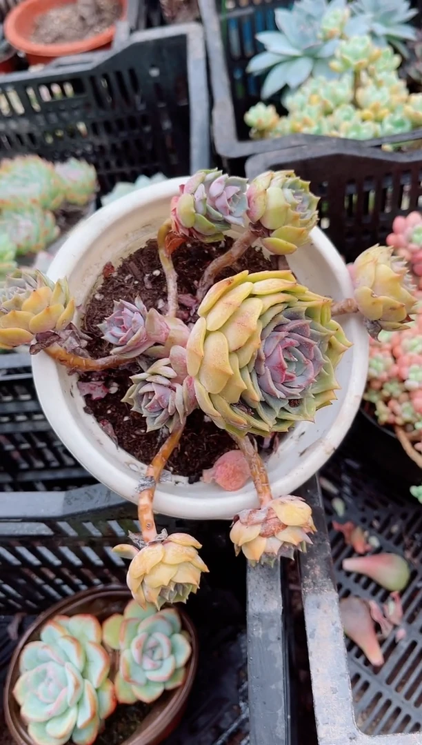 吖*多肉植物一物一拍27127