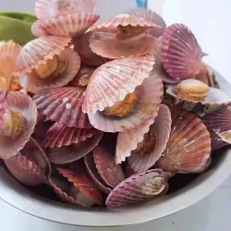 新鲜小红贝 连云港鲜活发货 包鲜不包活