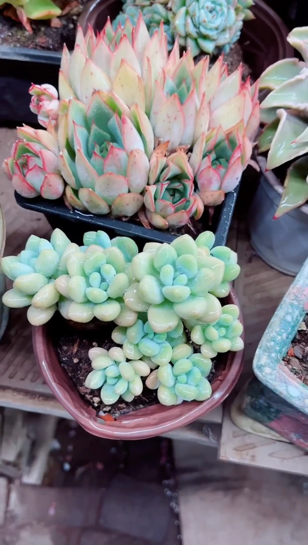 浅*香25004多肉植物一物一拍