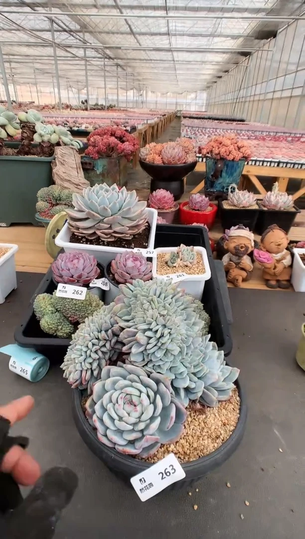 【闪购商品】263梦露缀一物一拍