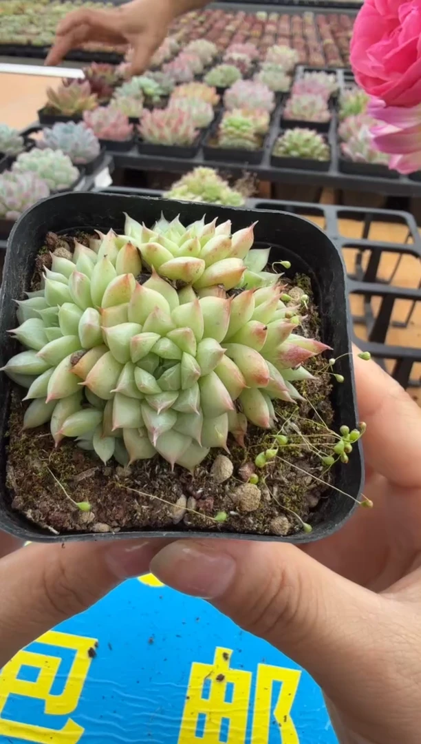 东云多肉园二店-122