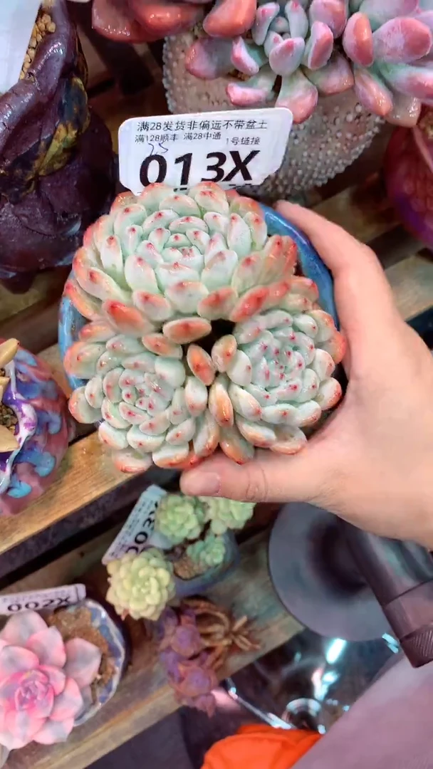 013X 无砍雪爪（一物一拍实付满28发货，默认不带盆土）