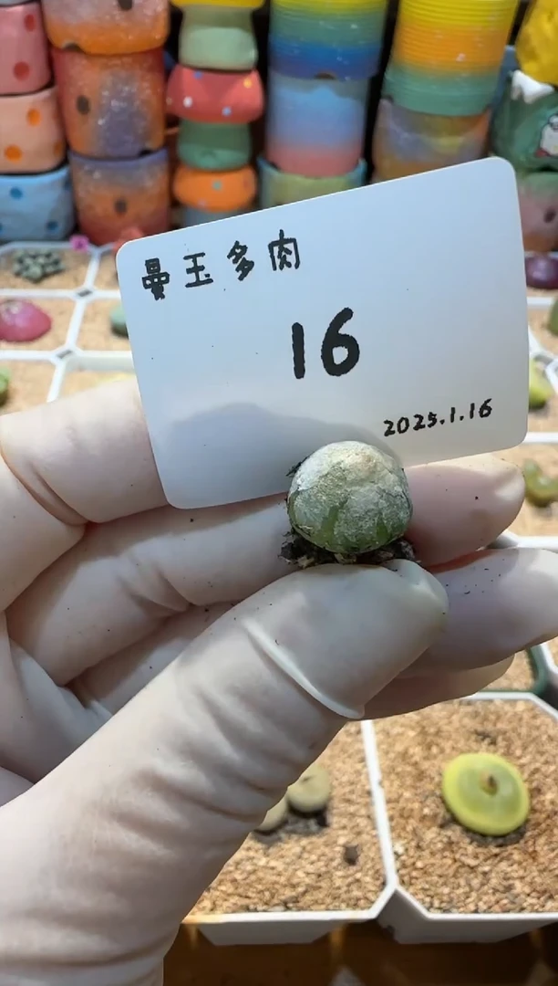 【闪购商品】25.1.16-16奶栗