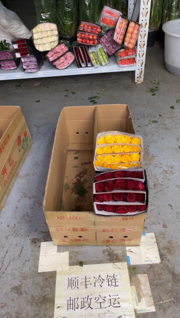 高原红20枝+金枝20枝