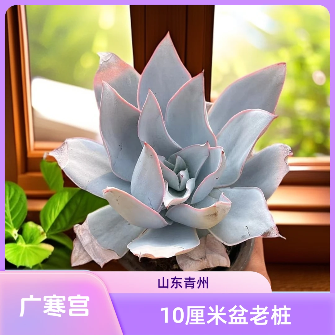 广寒宫10厘米盆老桩多肉