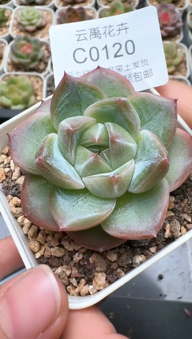 0120C云禹多肉植物 带盆土纸巾打包 3颗包邮