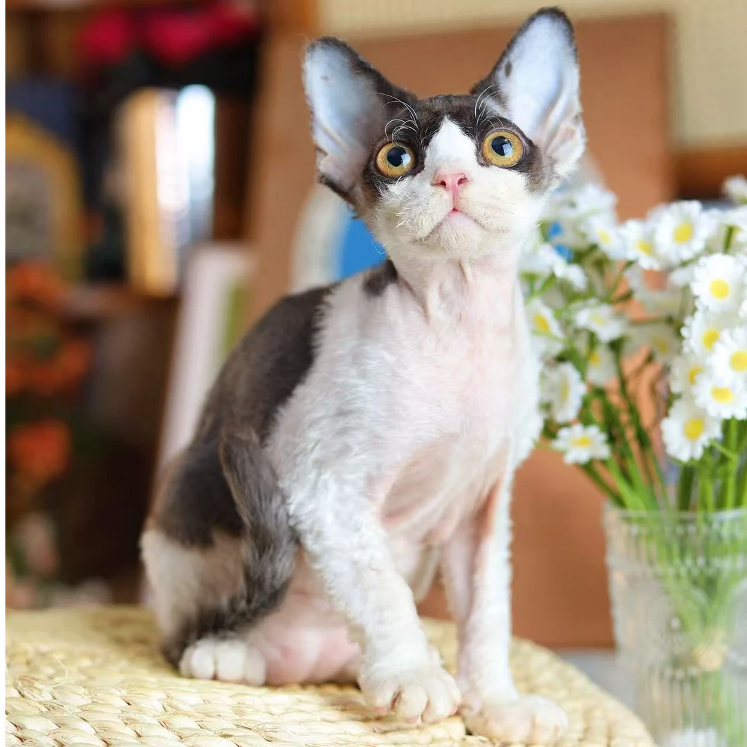 熊三 黑白弟弟 包子的德文卷毛猫