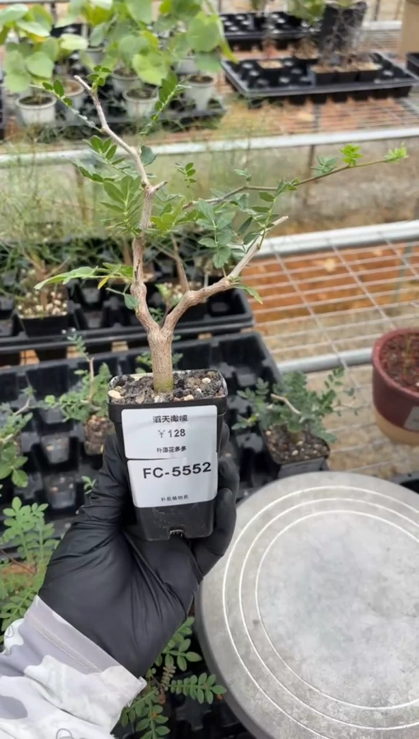滔天橄榄FC-5552