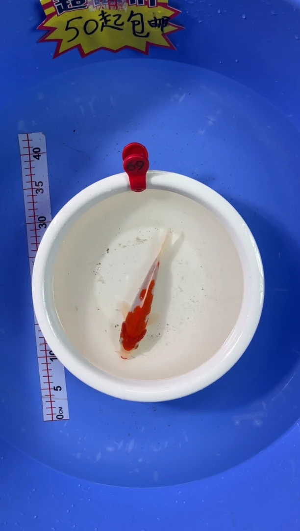 锦鲤活体二号链接