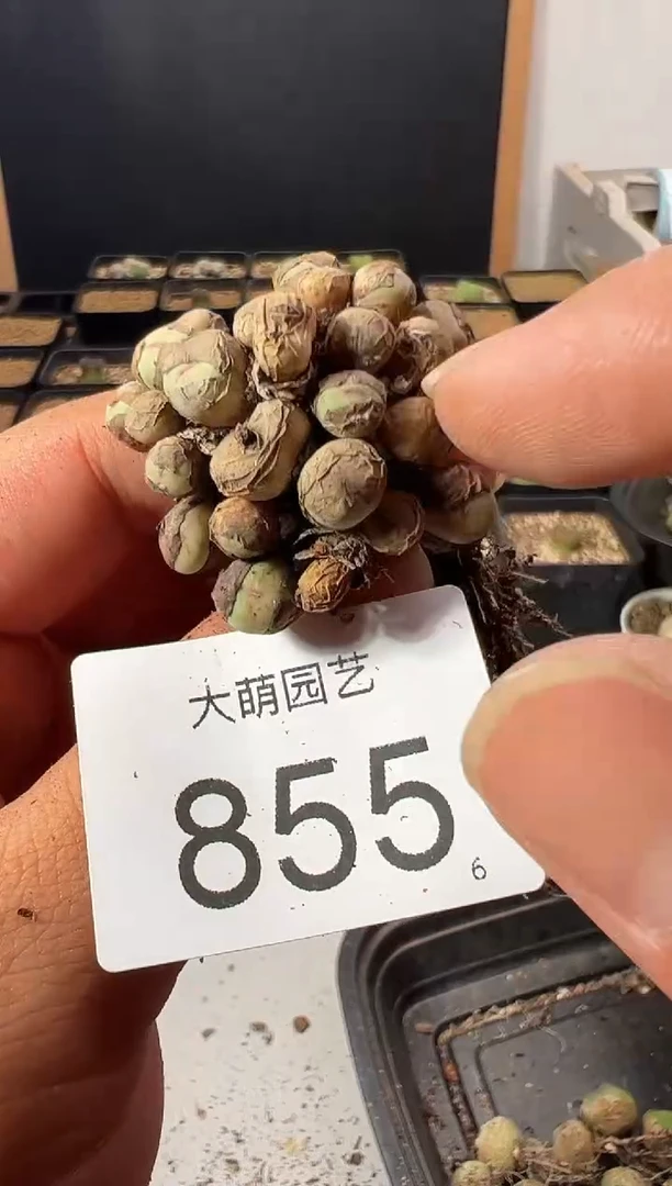 一物一拍            855