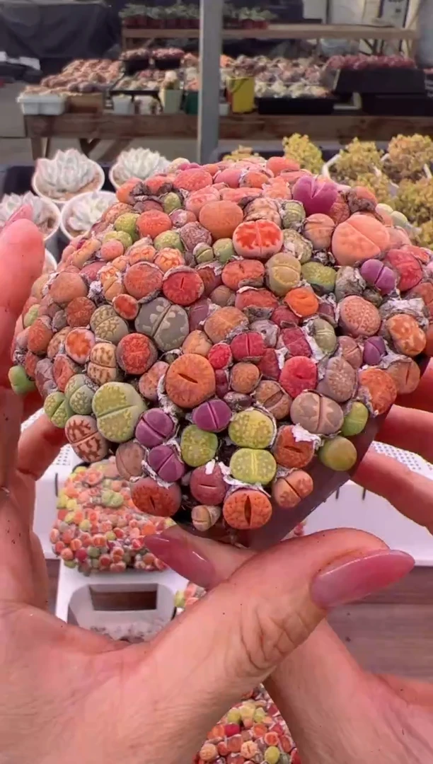 生石花彩拼一盆