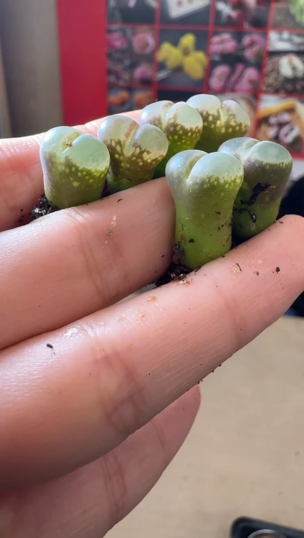 【闪购商品】29-15芭比粉鱼籽一颗