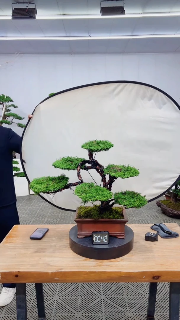 无花朵造型盆景一物一拍