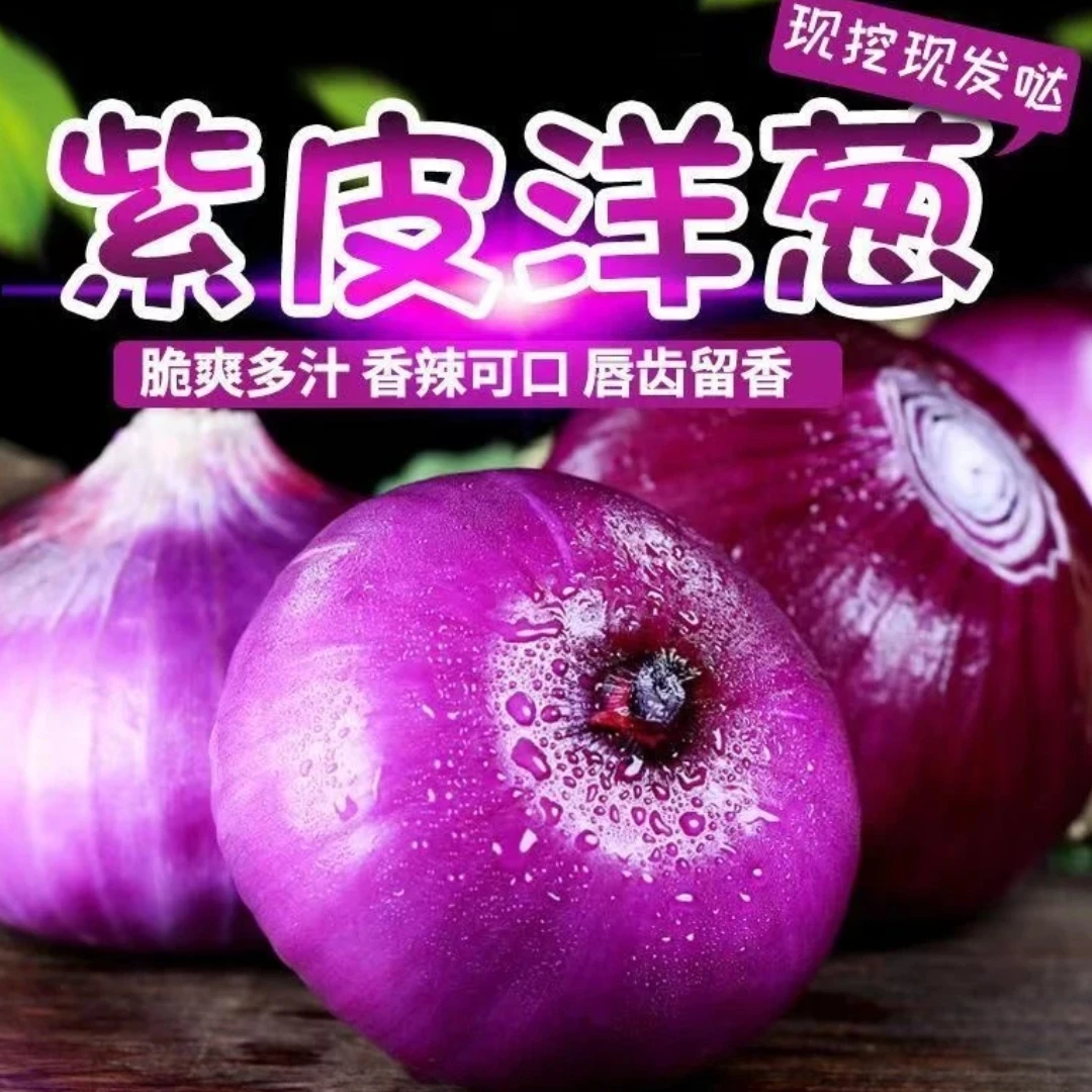 【紫皮水果洋葱】新鲜现挖紫皮水果洋葱农家种植