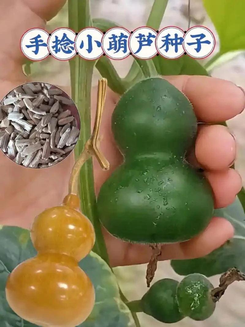 手捻葫芦种子适合四季盆栽地栽庭院阳台种植小葫芦