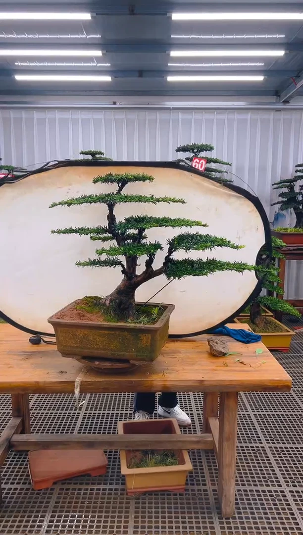 无花朵精品盆景直播间一物一拍