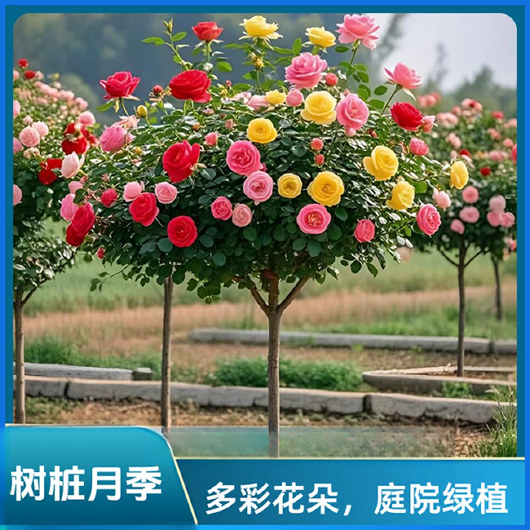农户直销棒棒糖小树桩月季花苗树状四季开花花卉植物庭院花树苗