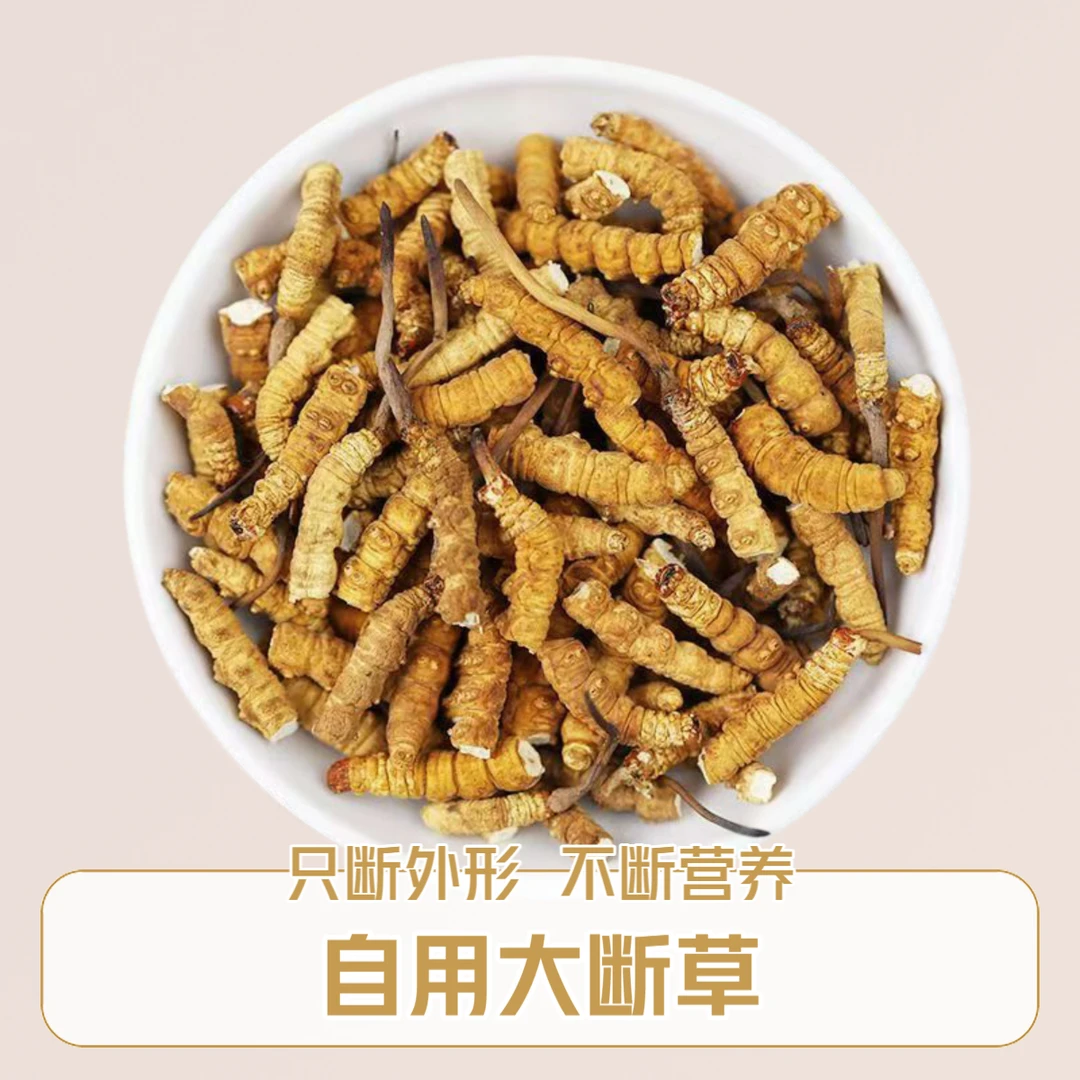 【大断草】干冬虫夏草自用实惠滋补佳品送长辈正宗高海拔打粉煲汤