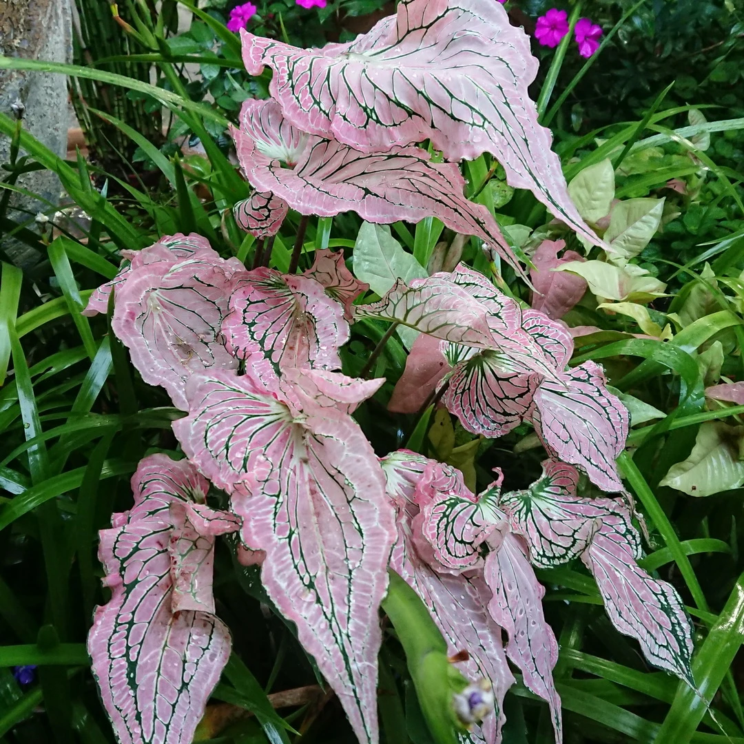【小石头专属】虹越花彩叶芋“粉色和声”盆栽阳台室内桌面绿植