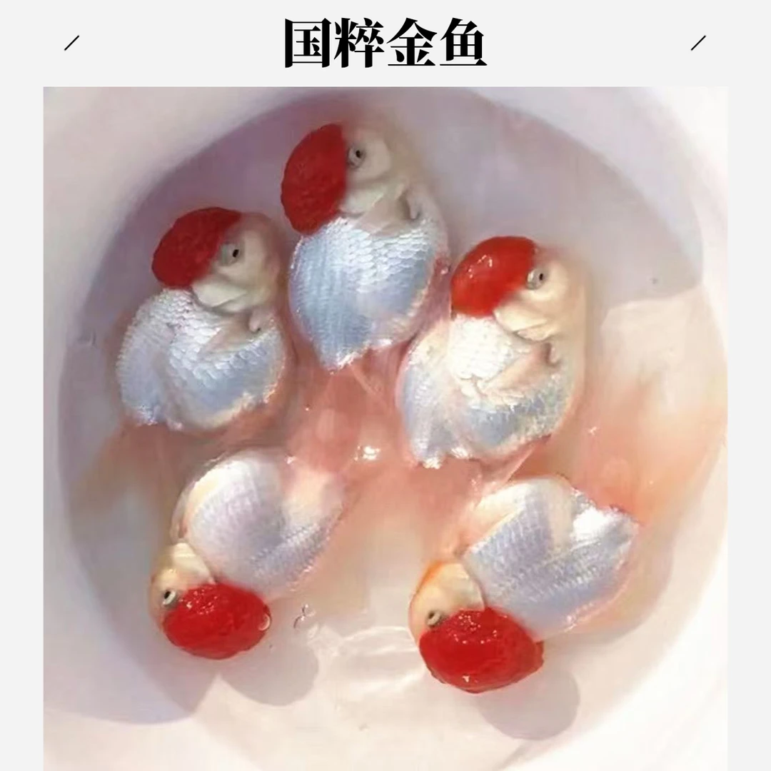 鹤顶红观赏鱼活鱼包邮鸿运当头鱼鱼苗观赏鱼冷水好养耐活鱼缸小鱼