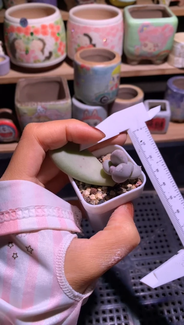 小屁桃奶酪多肉叶插苗