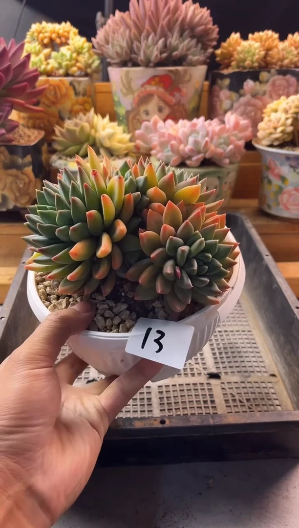 9.23-13红蛋美人111111111111
