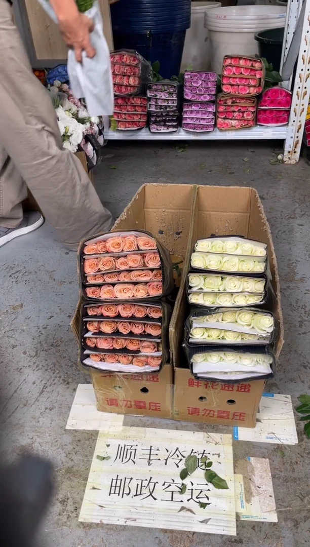 卡布3扎+骄傲2扎