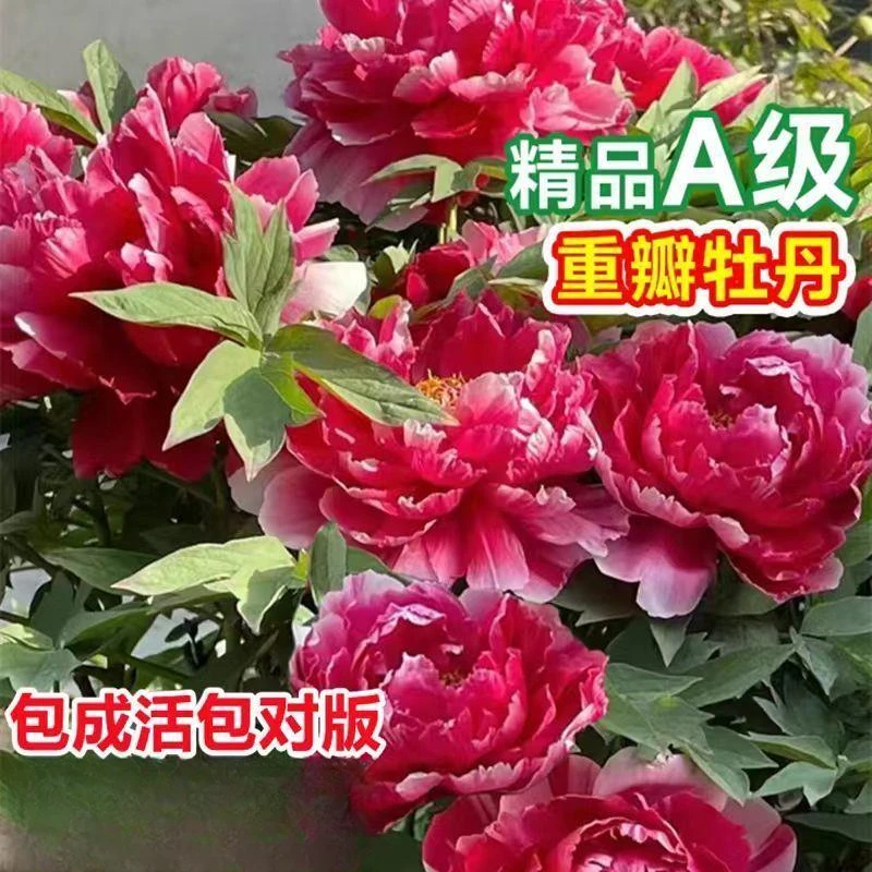 洛阳牡丹花苗四季牡丹北方室外耐寒庭院室内阳台客厅重瓣花卉老桩