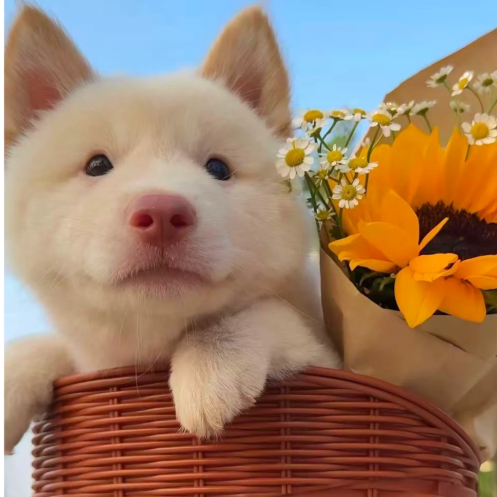 【敏儿家中华田园犬】宠物活体链接