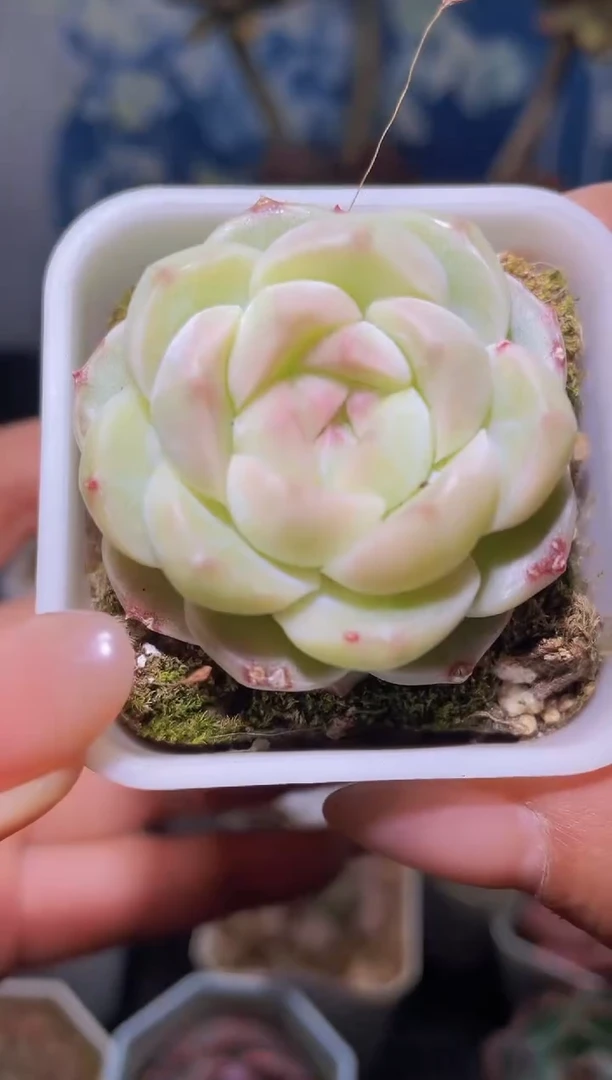 【闪购商品】460蜡像多肉