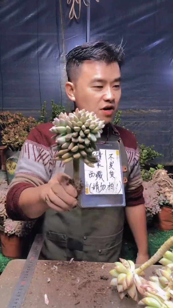 210淡雪缀化一物一拍
