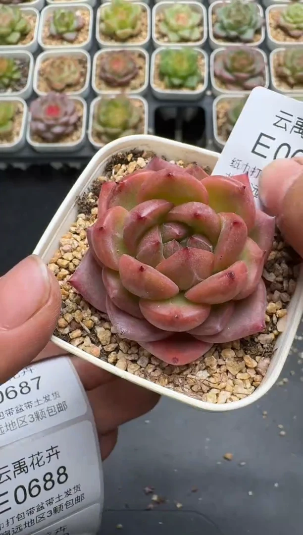 686E云禹多肉植物 带盆土纸巾打包 3颗包邮