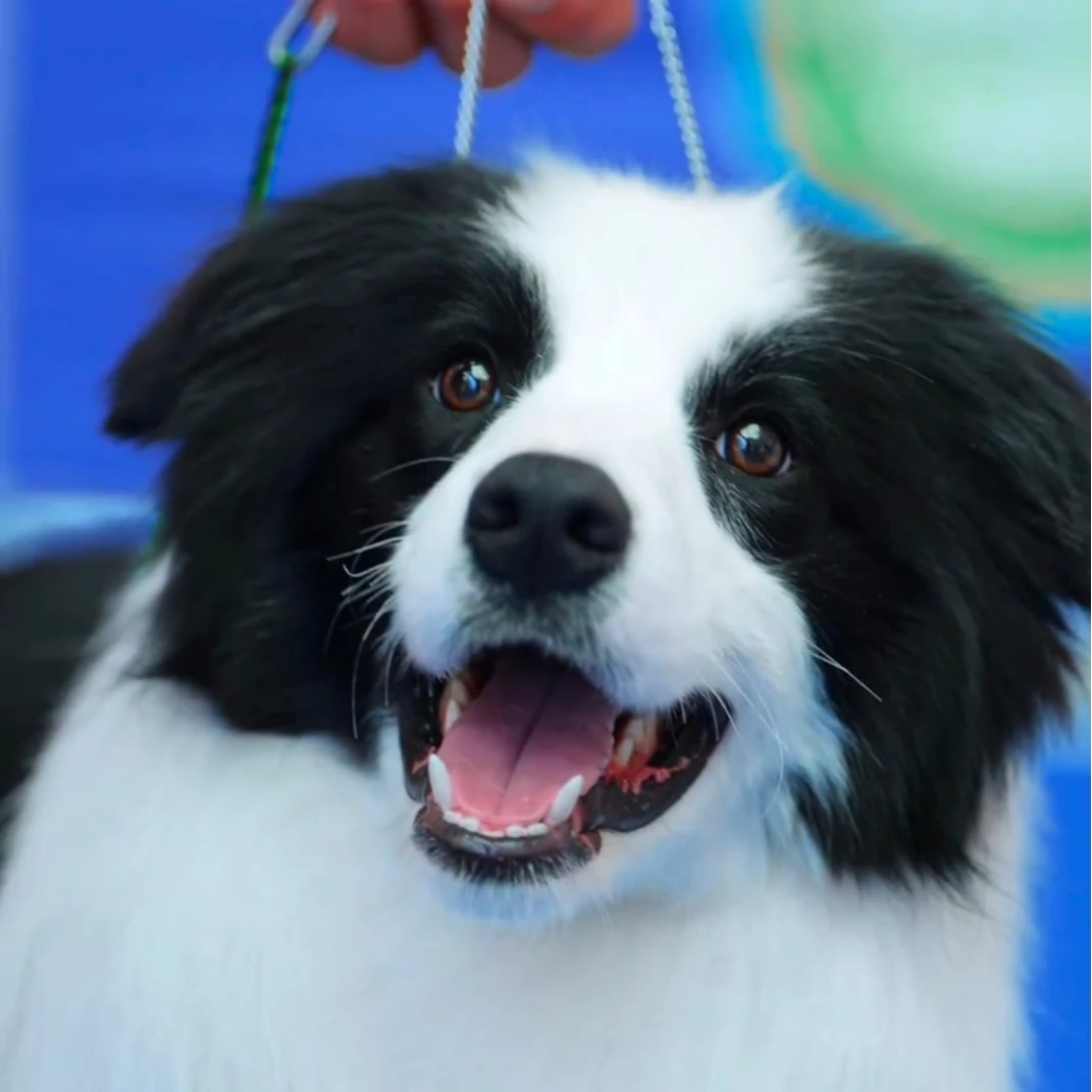岚图边境牧羊犬全款链接