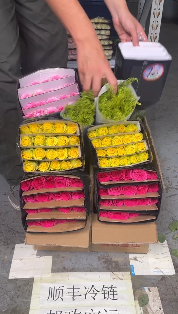 佛洛依德20枝+粉红20枝+浪漫沙滩20枝+黄莺 全量