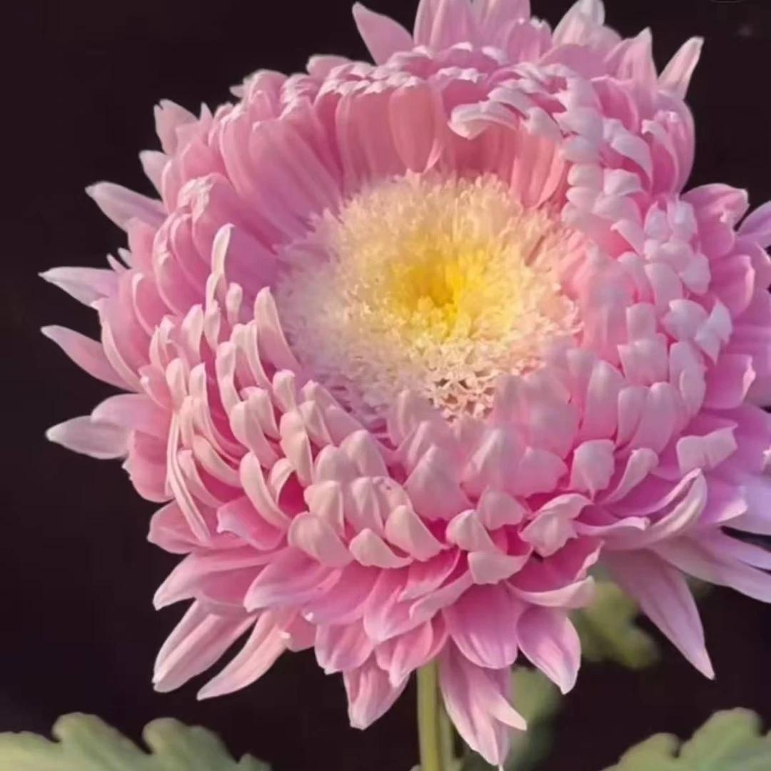 菊花盆栽带花苞四季开花【宝莲灯】花卉绿植九月菊花多年生好养